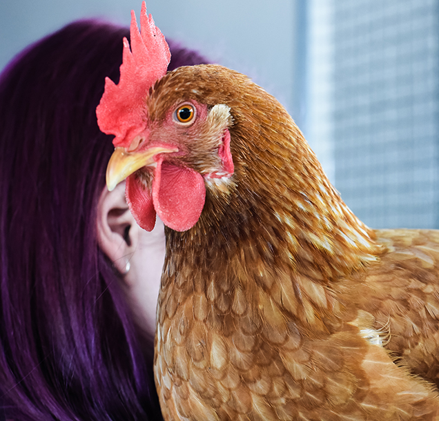 chicken